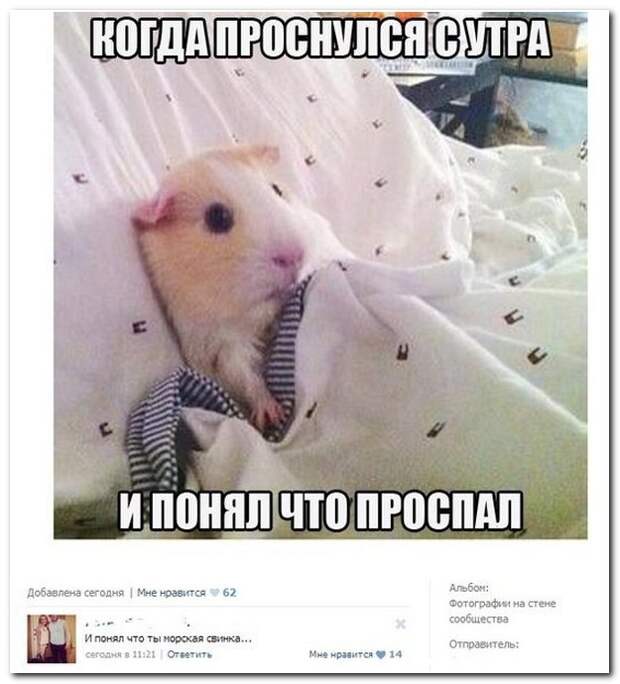 Смешные комментарии из социальных сетей комментарии, прикол, соцсети