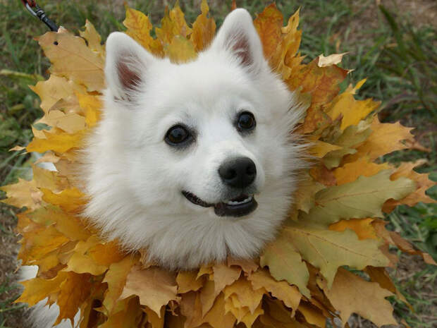 16 cамых забавных осенних фотографий собачек dogsnfall08 16 cамых забавных осенних фотографий собачек