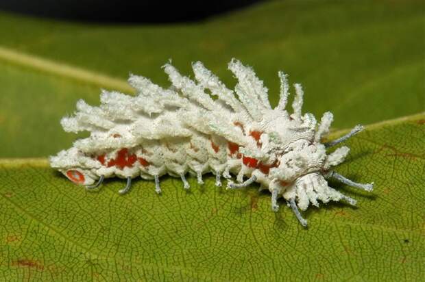 Attacus atlas гусеница