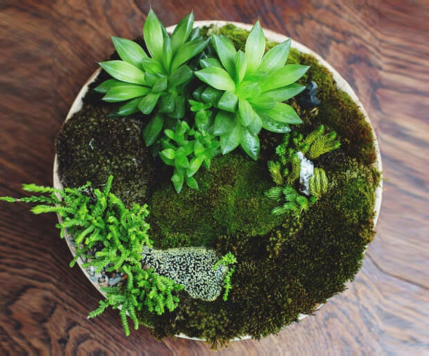 Центр сада всегда свободен