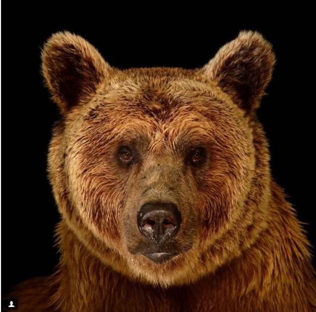 Syrian brown bear