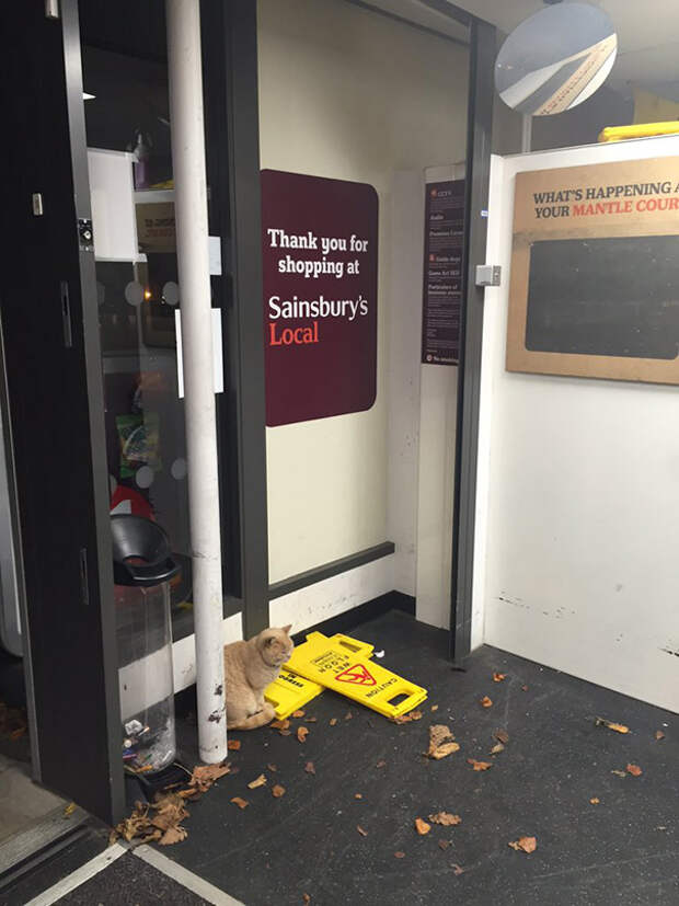 supermarket-sainsburys-cat-olly-oliver-brockley-london-11