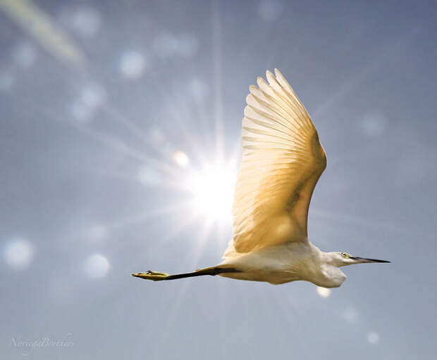 The Egret And The Sun