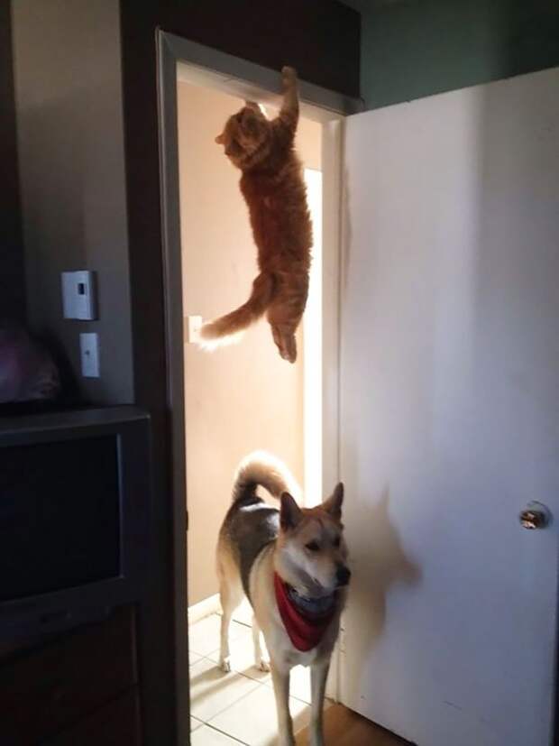 ниндзя кот