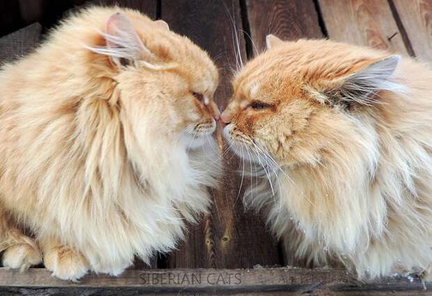 Siberian-Cats_photo-Alla-Lebedeva41
