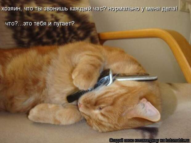 Лучшие котоматрицы недели