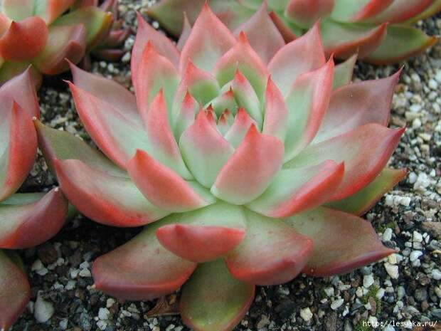 the-composition-of-succulents-04 (640x480, 169Kb)