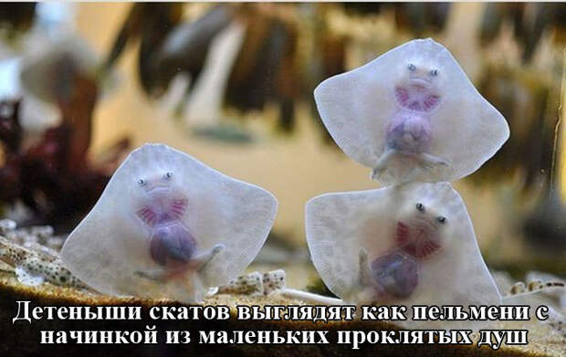 Прикольные картинки (95 фото)