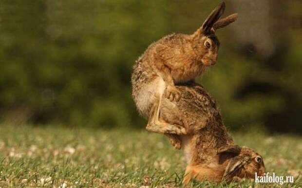 Comedy Wildlife Photography Awards 2015 (40 фото)