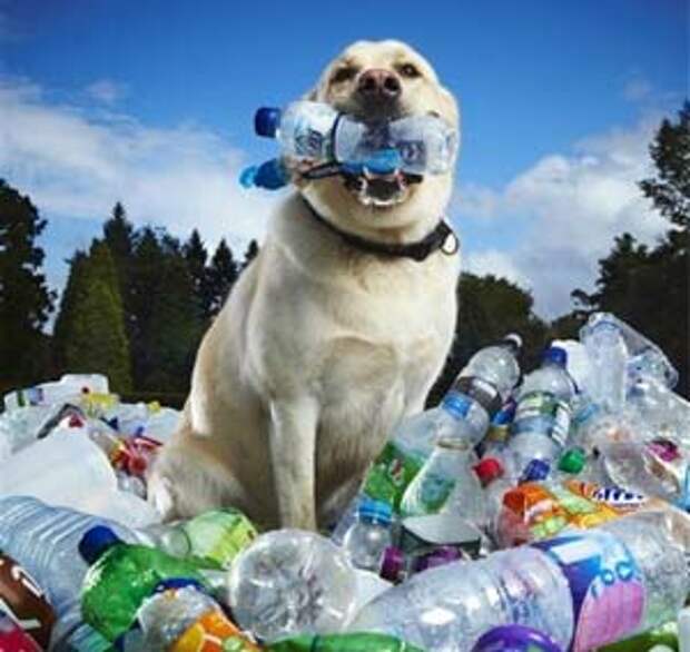 Этот пес заботится об окружающей среде больше, чем люди