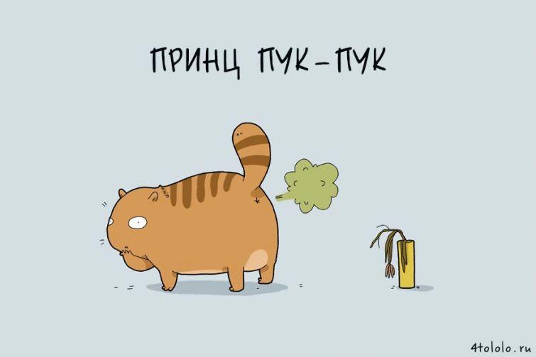 12 типов котов, типы котов, типы кошек