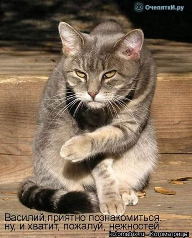 Смешные кошки в котоматрице 26