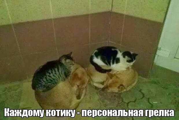 Прикольные картинки. Вечерний выпуск (53 фото)