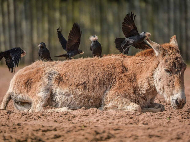 Животные в фотографиях 2015