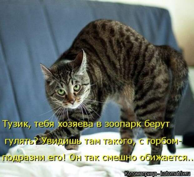 Новая котоматрица на Бугаге (33 фото)