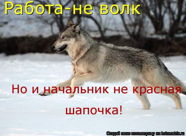 Котоматрица: Работа-не волк Но и начальник не красная шапочка!  шапочка!
