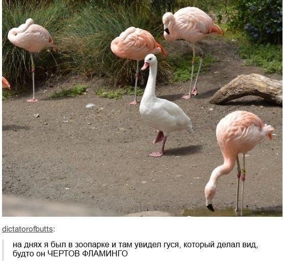 Улётные комментарии из соц.сетей Улётные комментарии из соц.сетей