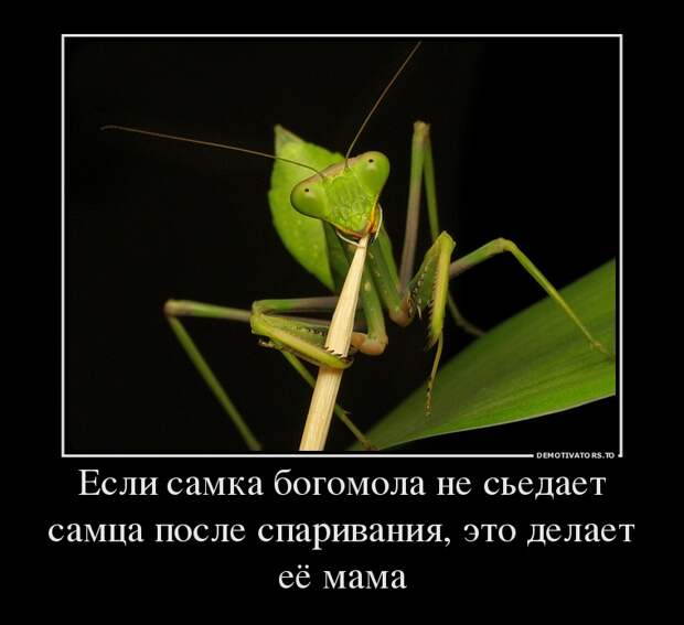 Демотиваторы демотиваторы, прикол, смех, юмор