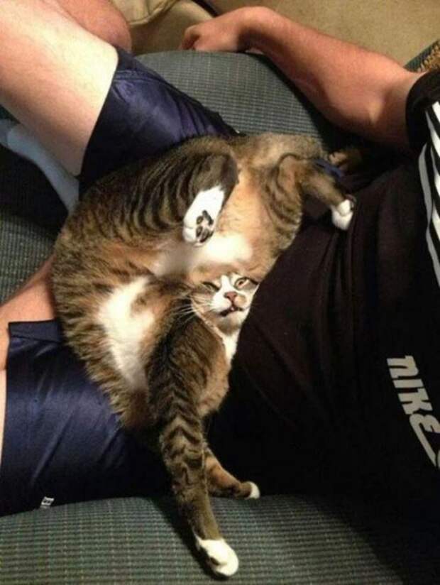 КОТОприколы  для хорошего настроения (26 фото)