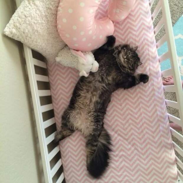 Коты и кошки, много позитива.