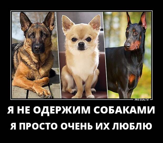 Новые смешные демотиваторы (46 фото)