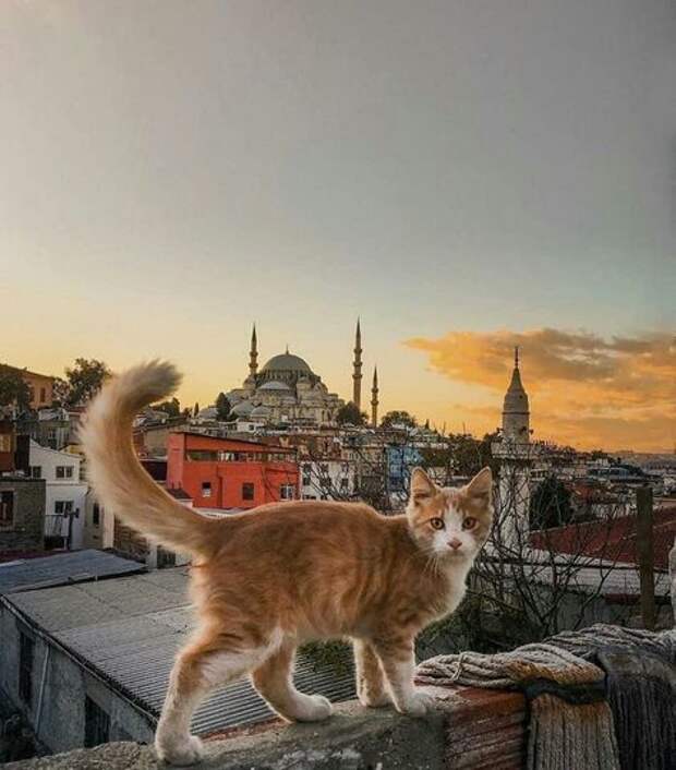 Picture background