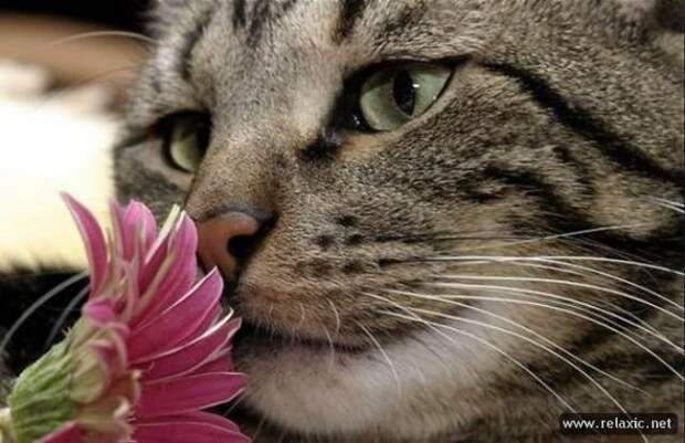 funny_animals_066