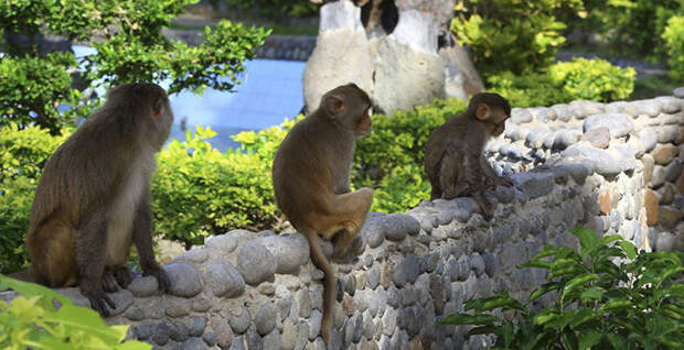 Остров обезьян животные, остров, природа