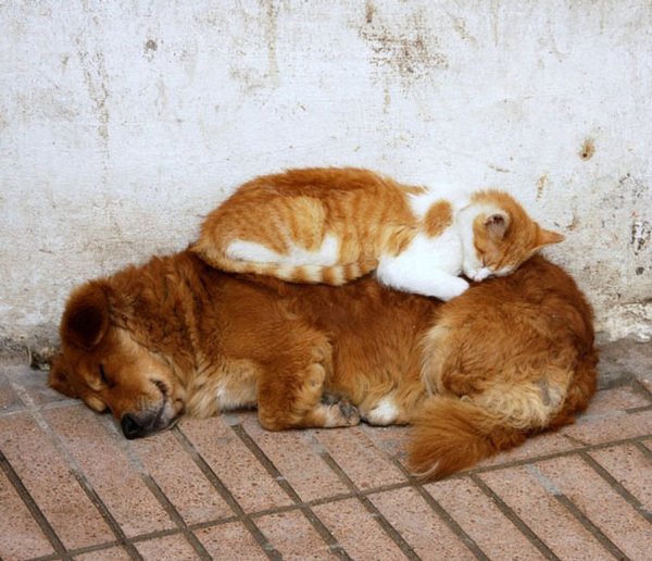 Кот на собаке Кот на собаке