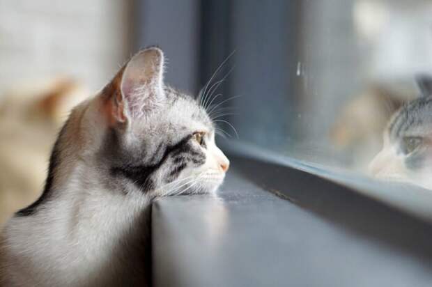 У кота может наступить депрессия. ¦Фото: pro-dachnikov.com.