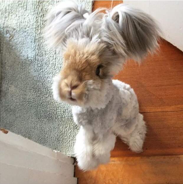 Ангорский кролик Уолли, кролик с огромными ушами, кролик с ушами похожими на крылья ангела, Wally rabbit