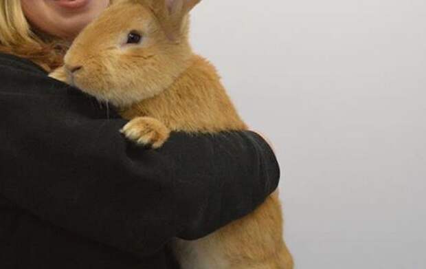 гигантский кролик ищет дом