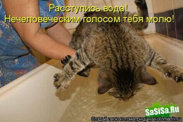 Котоматрица новые за неделю.