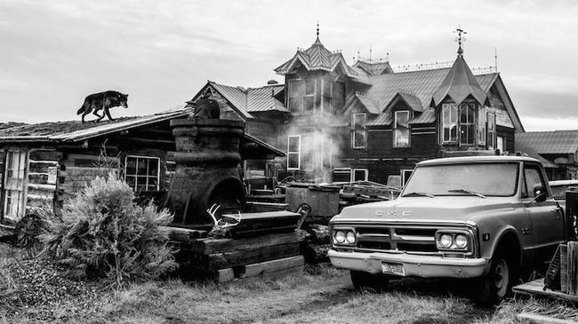 Необычные фотографии диких животных от Дэвида Ярроу дикая природа, животные, черно-белые фотографии