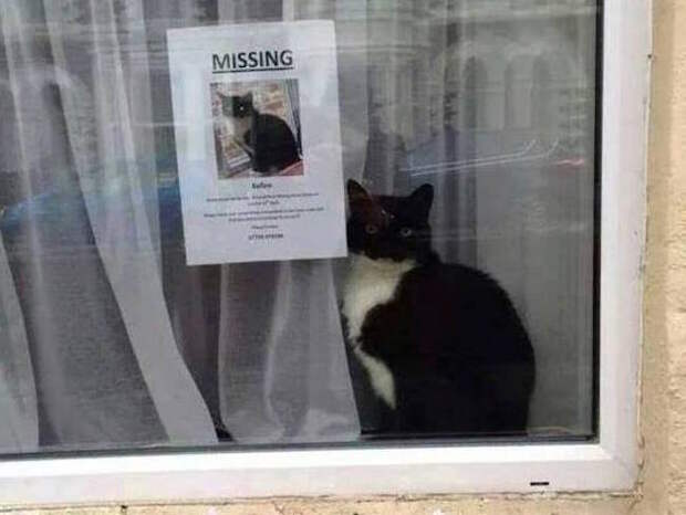 paris-chats-missing (650x489, 38Kb)