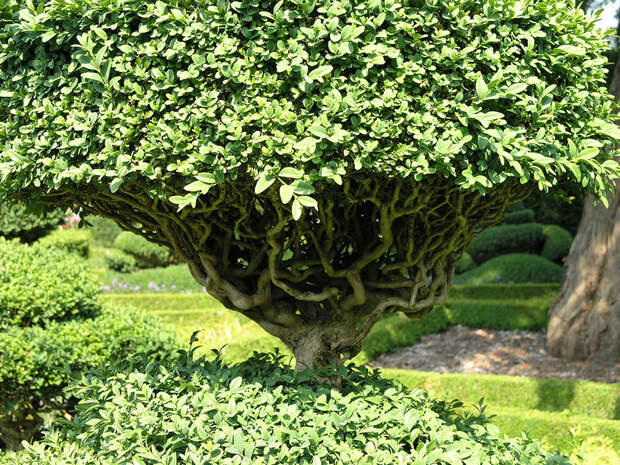 levenshall 13 Сад Левенс Холл