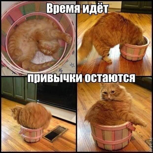 Смешные картинки с подписями катинки, прикол, юмор