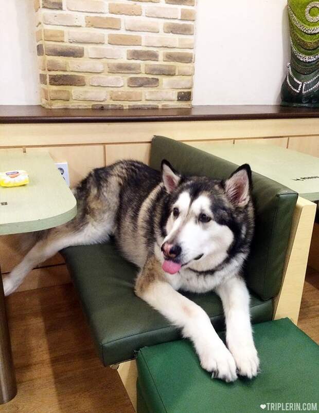 By all accounts I've seen online, the dogs are all very well cared for by the staff. 