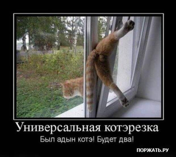 Демотиваторы про котэ (30 фотэ)