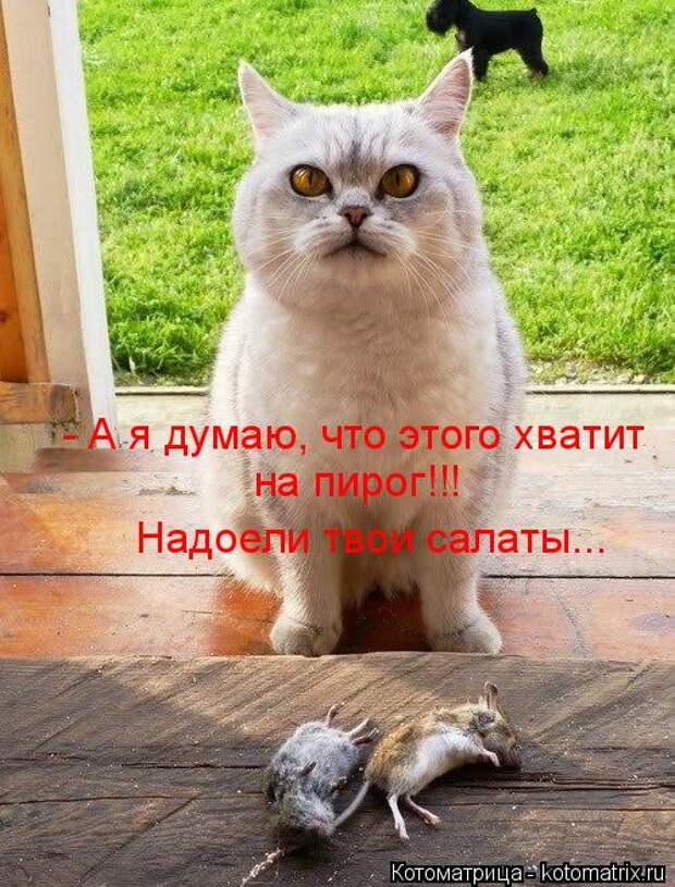 Котоматрица: - А я думаю, что этого хватит  на пирог!!! Надоели твои салаты...