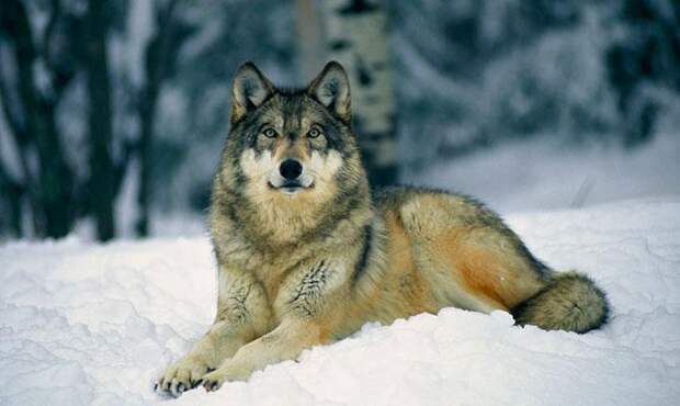 Интересные факты о лесных животных, Волк