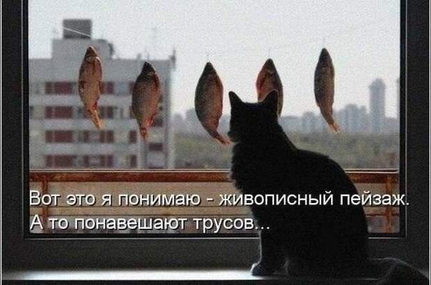 Кошачий фотопост! коты, юмор