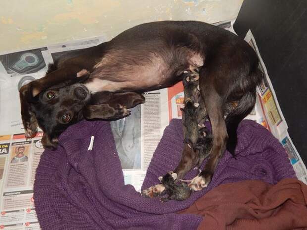 Собака спасла и выкормила осиротевших опоссумов, собака катает опоссумов на спине