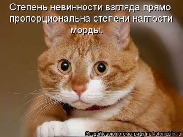 Пятничная котоматрица