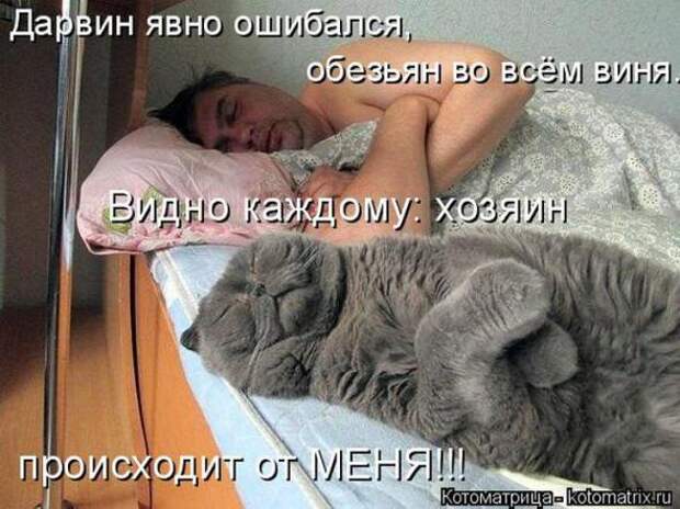 Котоматрицы(картинки с надписями)