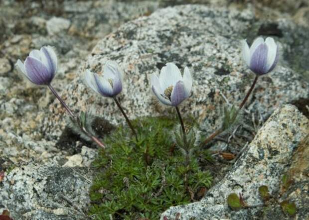 Прострел магаданский (Pulsatilla magadanensis)