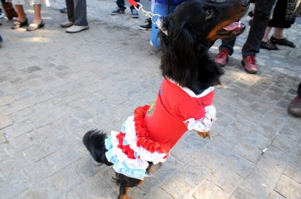 Dachshund Parade 2015 в Кракове животные, краков, парад такс 2015