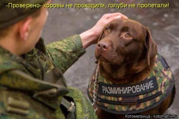 Котоматрицы, любовь через кота.