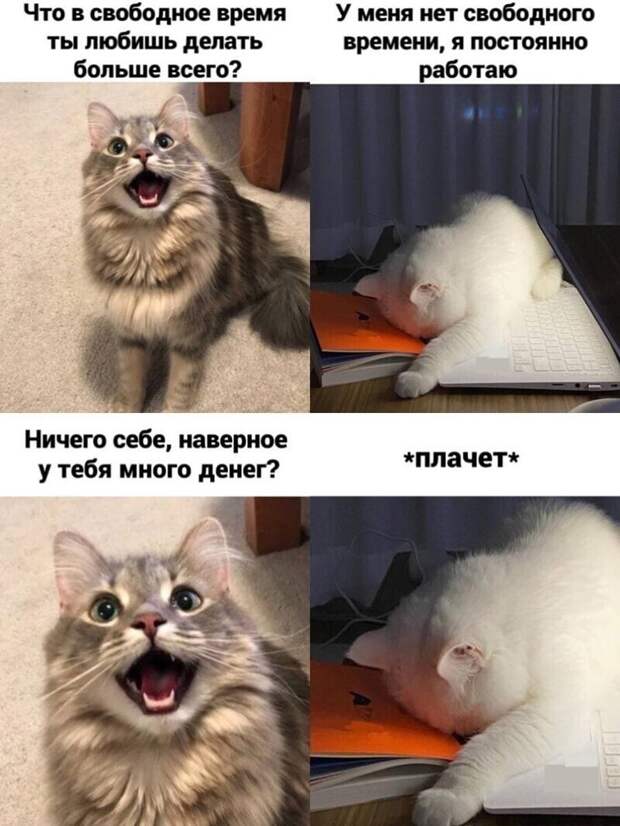 Самые удачные котомемы Рунета Самые удачные котомемы Рунета