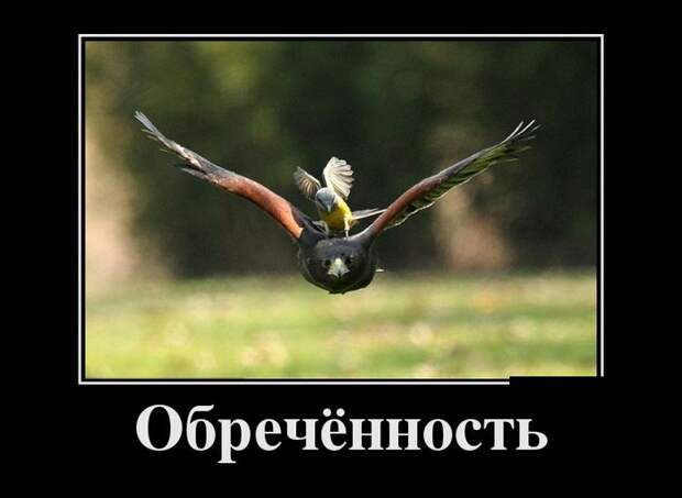 Демотиваторы демотиваторы, прикол, смех, юмор
